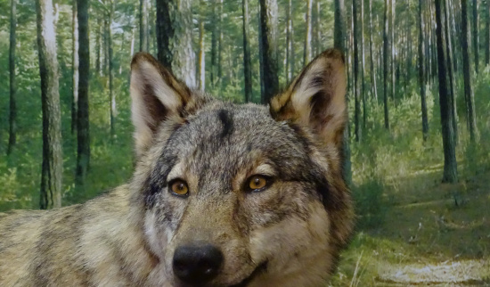 Wolfspräparat - Fähe in der Wolfsscheune Rietschen Foto: P. Kob