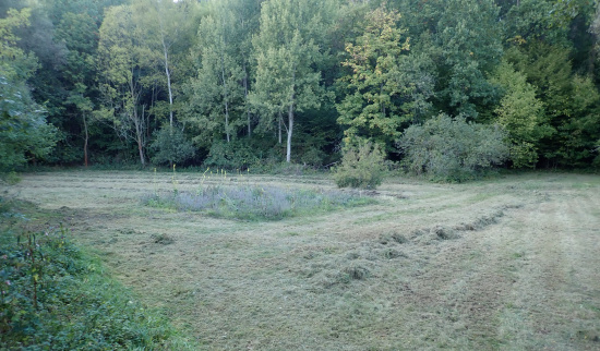 Flächennaturdenkmal Dechantsberg Foto: Erik Kubitz