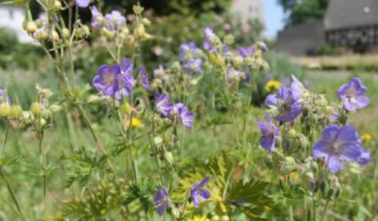 Tag des offenen Gartens im Schlosshof Heynitz Foto: Eike von Watzdorf