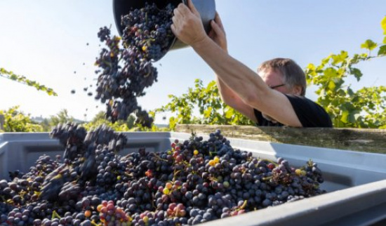 Weinlese 2022 Cambium Compagnie Foto: Martin Biedermann