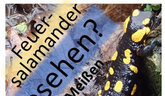 Feuersalamender gesehen? - Aufruf zur Mitarbeit Foto: Naturschutzstation Schloss Heynitz - Einrichtung der NABU-RG Meißen