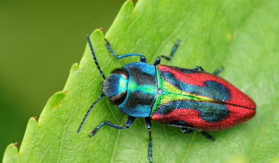 Kirsch-Prachtkäfer (Anthaxia candens) Foto: Tom Kwast