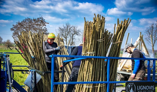 Erste Agroforstpflanzung in der Lommatzscher Pflege Foto: Anke Hahn