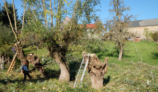 Kopfweidenschnitt in Heynitz Foto: Fine Simank