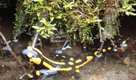 Feuersalamander Foto: Andreas Hurtig