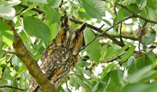Waldohreule im belaubten Tagesversteck. Die Art baut keine eigenen Nester, sondern bezieht vorhandene Krähen- und Elsternester um darin zu brüten. Foto: NABU/Reinhard Paulin