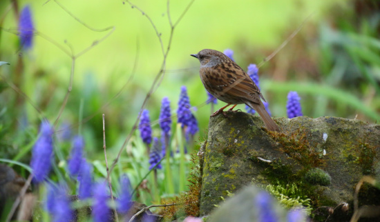 Heckenbraunelle Foto: Miriam Link