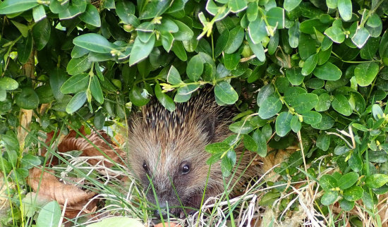 Beliebter Gartenbewohner: Mähroboter können u. a. für Igel eine tödliche Gefahr darstellen. Foto: Andreas Hurtig