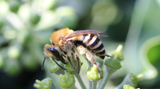Efeu-Seidenbiene Foto: Michael Braune