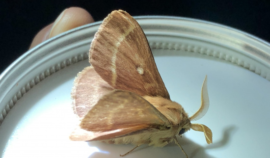 Lichtfang Foto: Sandra Haubold