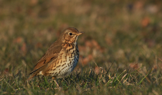 Singdrossel. Ihr markanter Gesang ist bis weit in die Abenddämmerung hinein zu hören. Foto: Hendrik Trapp