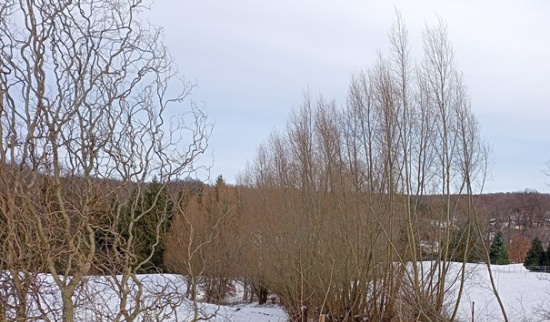Kopfbäume in Marbach Foto: Klaus Renner