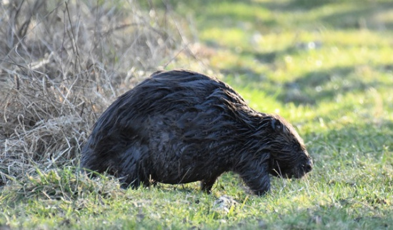 Biber Foto: Miriam Link