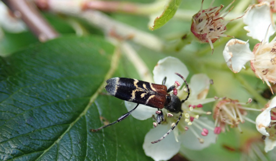 Dunkler Zierbock (Anaglyptus mysticus) auf Aroniablüte Foto: Andreas Hurtig