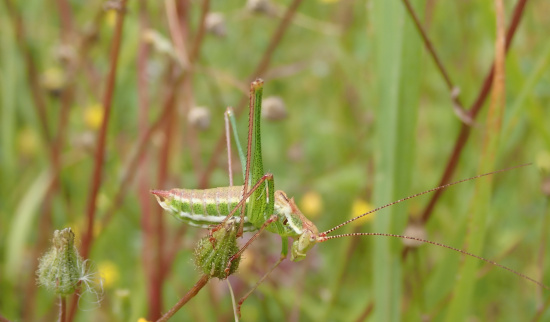 Gestreifte Zartschrecke Foto: Andreas Hurtig