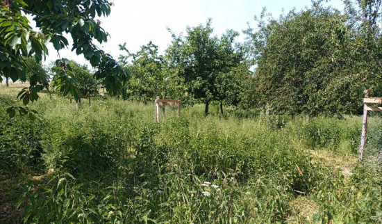 Brennnesseln Streuobstwiese Naundorf Foto: Nadja Stoschek