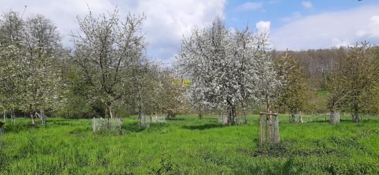 Streuobstwiese bei Naundorf Foto: Nadja Stoschek
