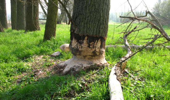 Biberspuren Foto: Cornelia Mäser