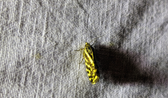 Ackerwinden-Bunteulchen Foto: Erik Kubitz