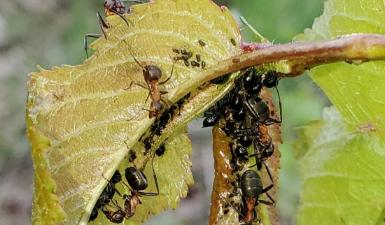 Waldameisenbesuch an Blattläusen Foto: Dr. Angelika Mann