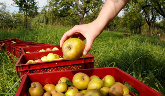 Streuobsttag Foto: Erik Kubitz
